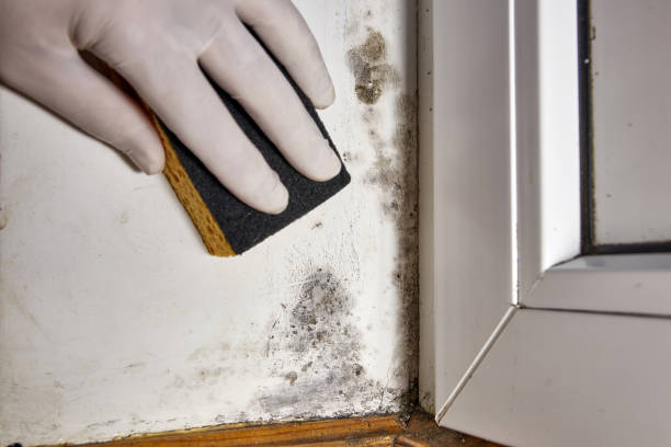 Best Environmental Consulting for Mold Prevention  in Atwood, KS